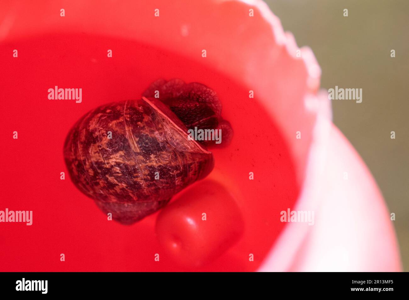 Escargot de jardin à l'intérieur d'un vieux plastique rouge décoloré arroser peut mollusque montrant extérieur coquillages image de gros plan Banque D'Images