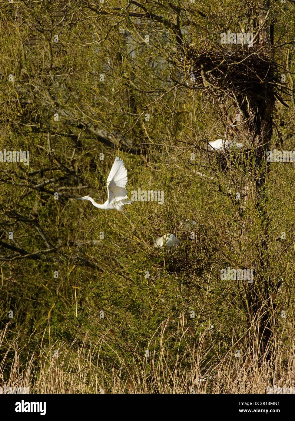 Petit aigrette (Egretta garzetta) se départir de son nid dans une colonie de saules, marais de Magor, niveaux de Gwent, Monbucshire, pays de Galles, Royaume-Uni, avril. Banque D'Images