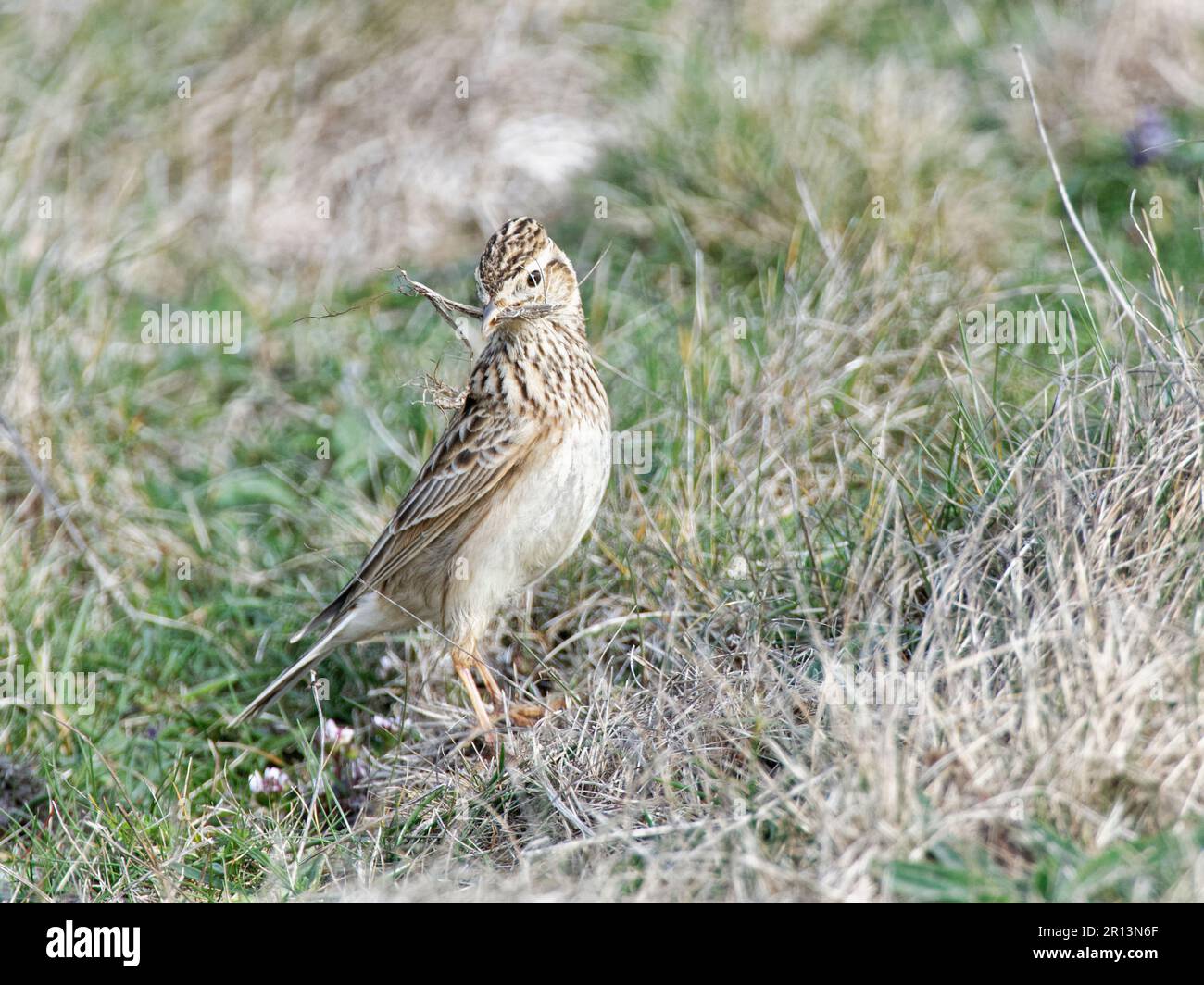 Skylark (Alauda arvensis) collecte de matériel de nid d'herbe séchée sur les prairies côtières, Cornwall, Royaume-Uni, avril. Banque D'Images