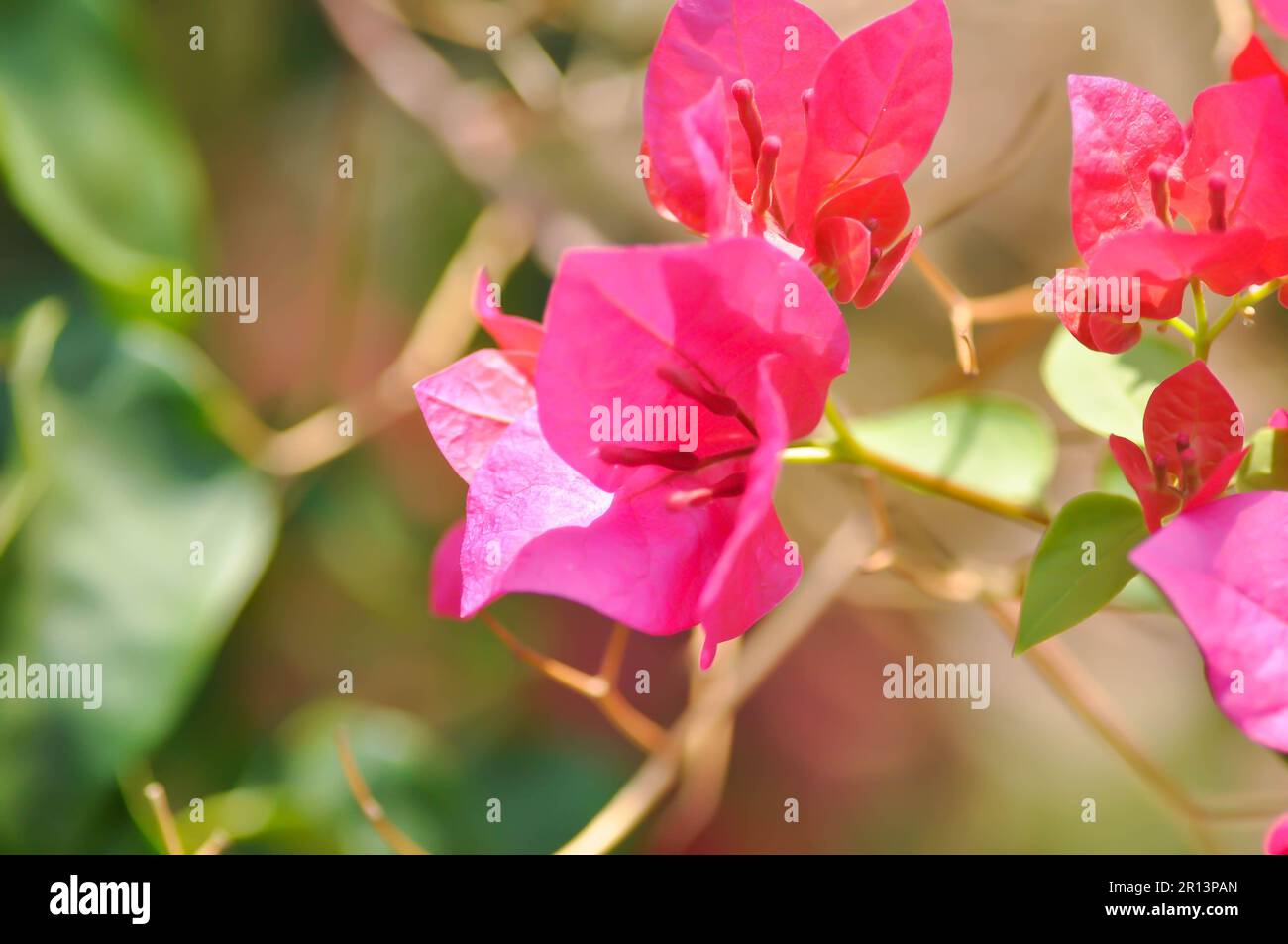 Bougainvilliers ou fleur en papier , fleur en papier rouge dans le jardin Banque D'Images