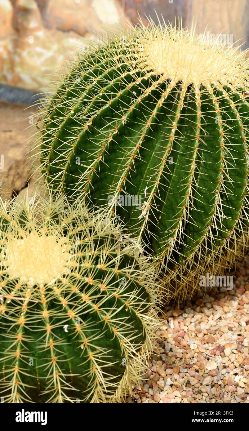 Cactus Golden Barrel. Banque D'Images