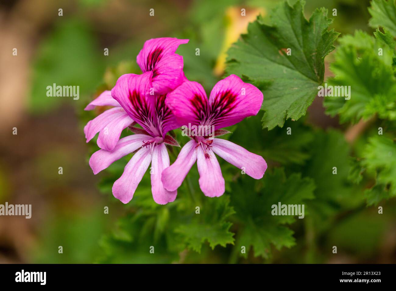 Pelargonium graveolens les noms communs incluent le géranium rose, le géranium parfumé sucré, le géranium rose à l'ancienne et le géranium parfumé à la rose Banque D'Images