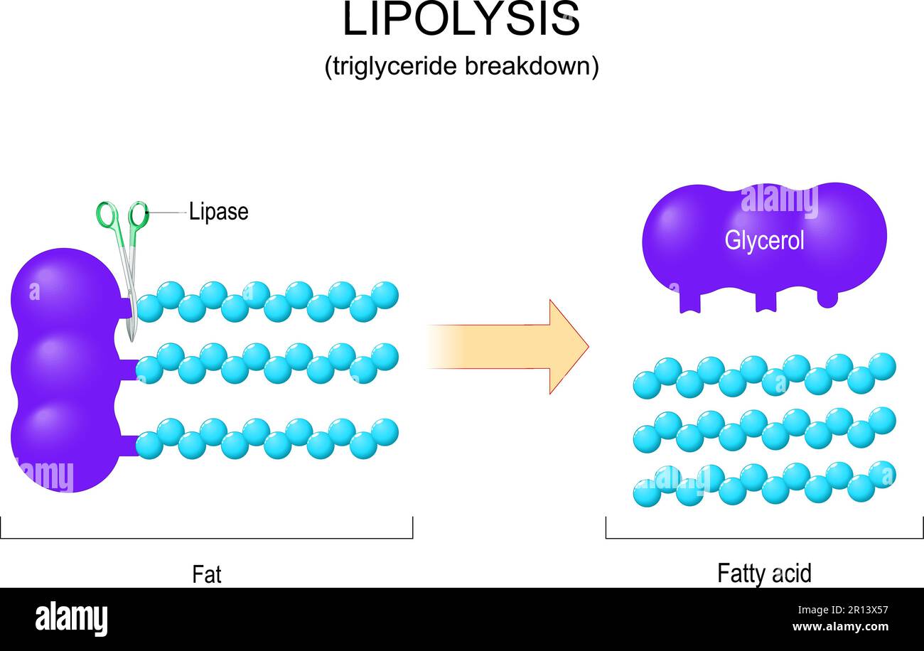 Lipolyse. Rupture de triglycérides. La lipase est une enzyme qui divise