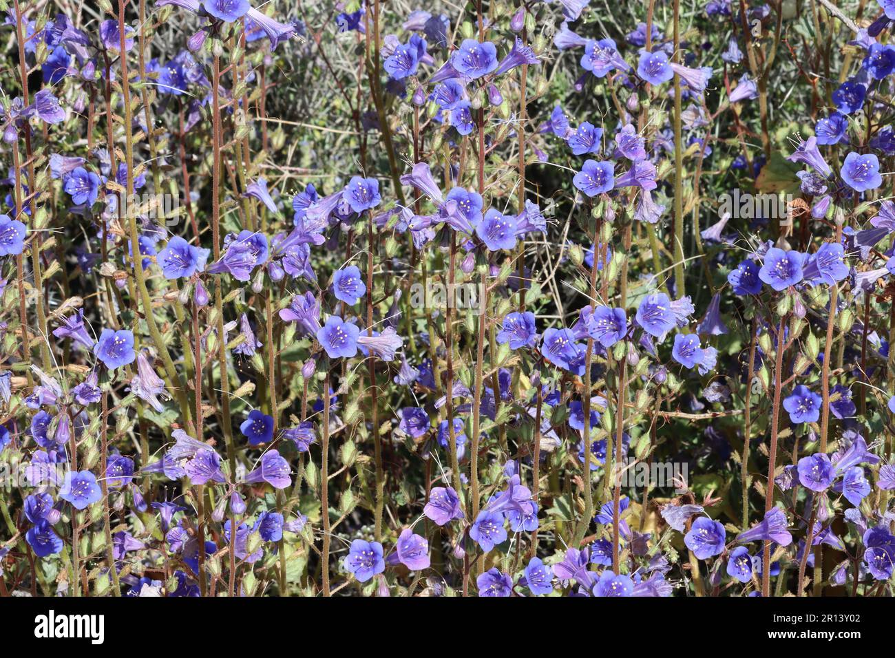 Bluebells, la variété Phacelia Campanularia Vasiformis, fleurissent de printemps dans les montagnes Cottonwood, une année indigène avec des inflorescences de cyme scorpioïdes. Banque D'Images