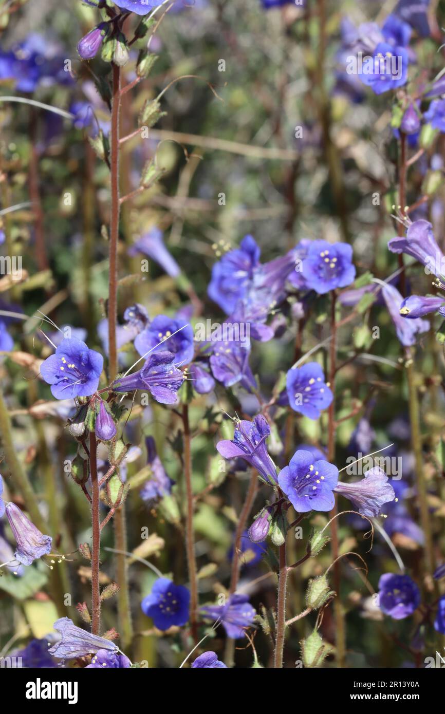 Bluebells, la variété Phacelia Campanularia Vasiformis, fleurissent de printemps dans les montagnes Cottonwood, une année indigène avec des inflorescences de cyme scorpioïdes. Banque D'Images