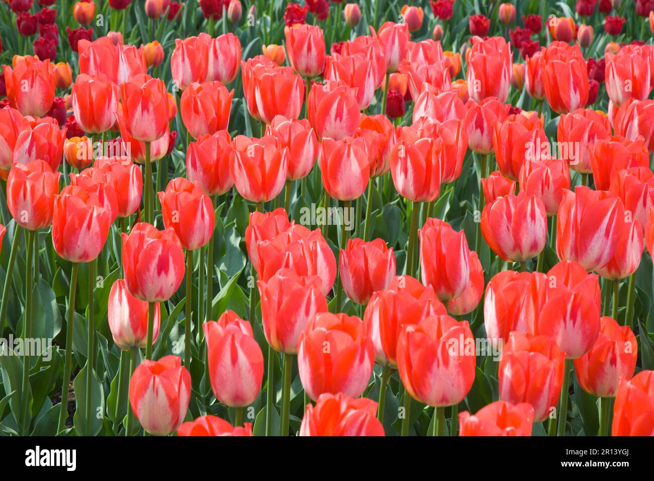 Tulipes, fleurs, printemps, Canada, Ottawa Banque D'Images