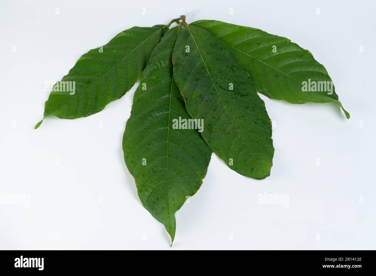 Groupe de feuilles de cacao vertes isolées sur fond blanc de studio Banque D'Images