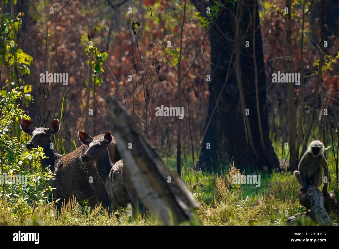 Bardiya, Népal. 11th mai 2023. Les dires de Sambar regardent dans la jungle à l'intérieur du parc national de Bardiya, au Népal jeudi, 11 mai 2023. (Credit image: © Skanda Gautam/ZUMA Press Wire) USAGE ÉDITORIAL SEULEMENT! Non destiné À un usage commercial ! Banque D'Images