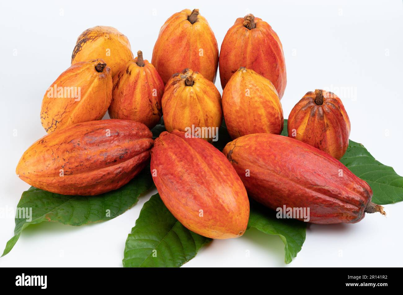 Cacao récolte des gousses avec des feuilles isolées sur fond blanc studio Banque D'Images Cacao récolte des gousses avec des feuilles isolées sur fond blanc studio Banque D'Images