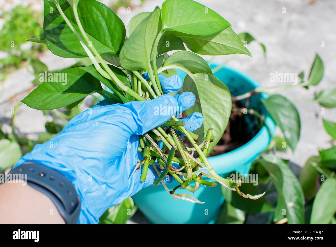 Propagation des boutures de Jade Pothos. Découpe de la maison enracinée Banque D'Images