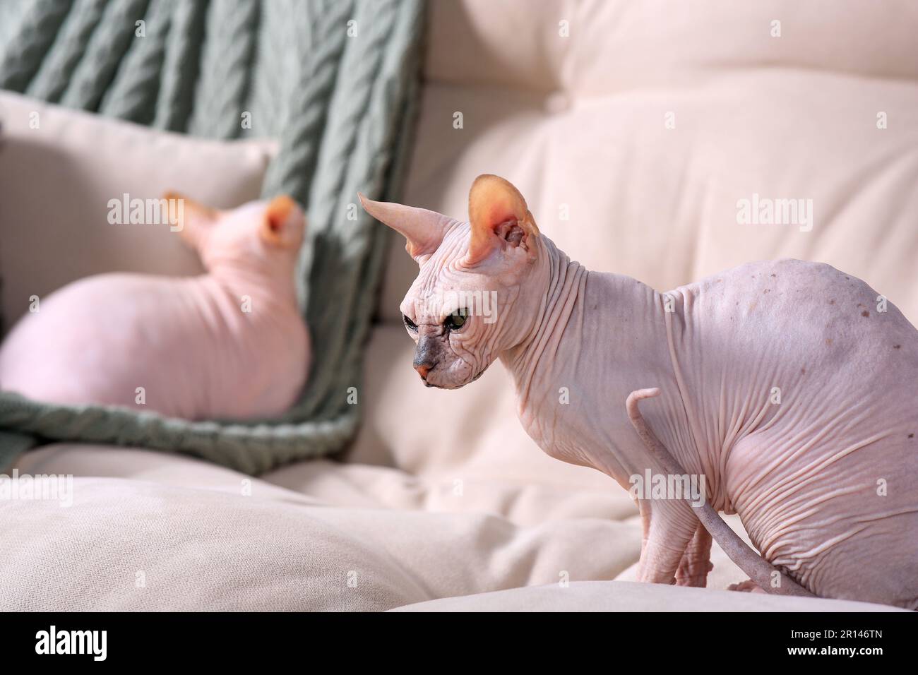 Adorables chats Sphynx sur le canapé à la maison. Animaux de compagnie charmants Banque D'Images