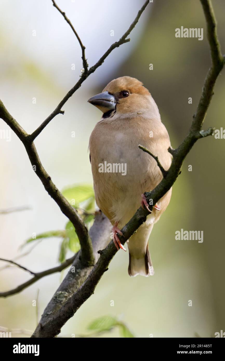 oiseau de forêt indigène... Hawfinch ( Coccothrautes coccothrautes ), femelle en robe de reproduction, robe d'été Banque D'Images