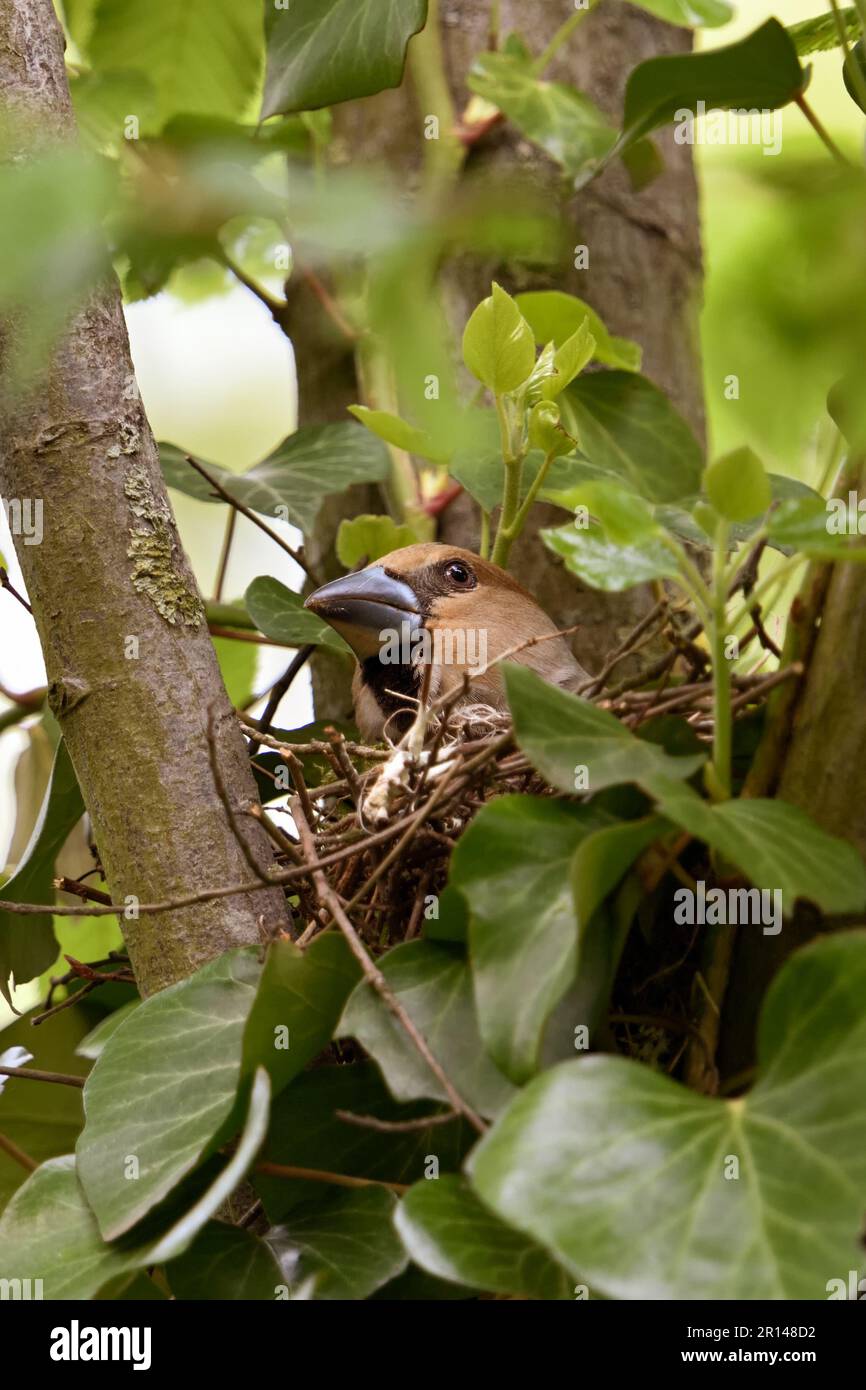 regard critique « vers le ciel... Hawfinch ( Coccothrautes coccothrautes ) au site de nidification, la femelle de reproduction se soucie de la sécurité Banque D'Images