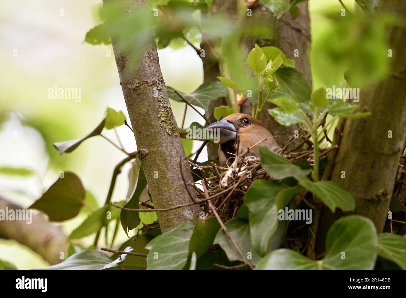 regard critique « vers le ciel... Hawfinch ( Coccothrautes coccothrautes ) au site de nidification, la femelle de reproduction se soucie de la sécurité Banque D'Images