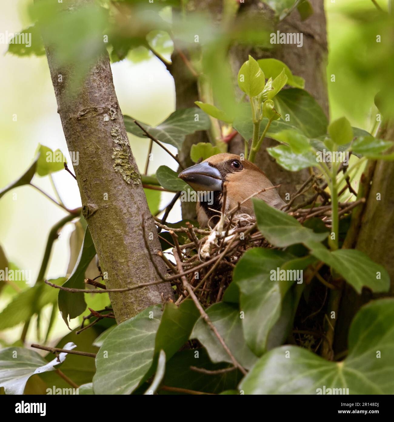 regard critique « vers le ciel... Hawfinch ( Coccothrautes coccothrautes ) au site de nidification, la femelle de reproduction se soucie de la sécurité Banque D'Images