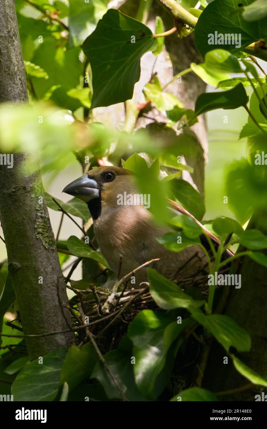quitter le nid... Hawfinch ( Coccothrautes coccothrautes ), oiseau adulte femelle pendant la saison de reproduction Banque D'Images