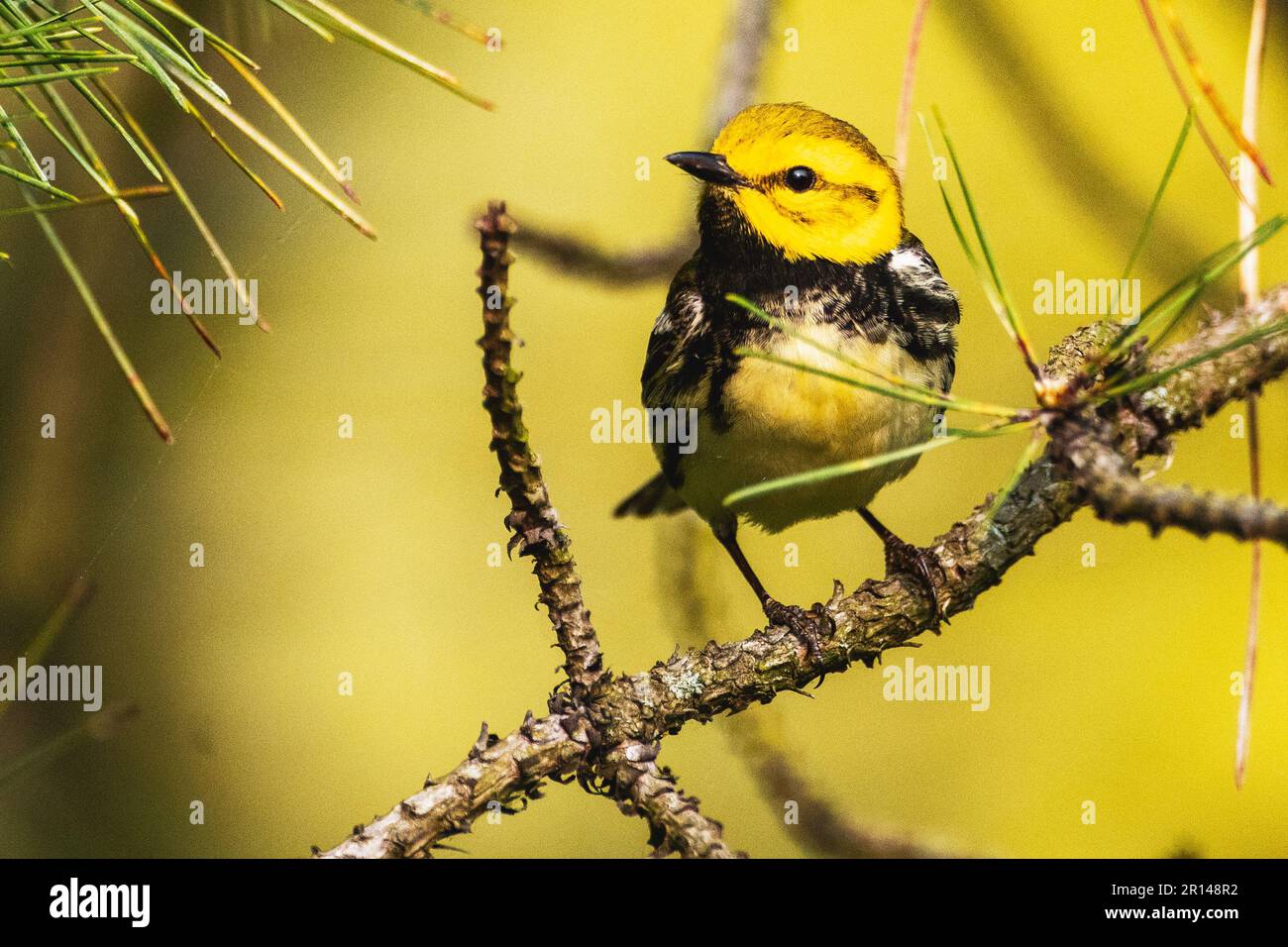 Paruline verte à gorge noire pendant la migration du printemps Banque D'Images