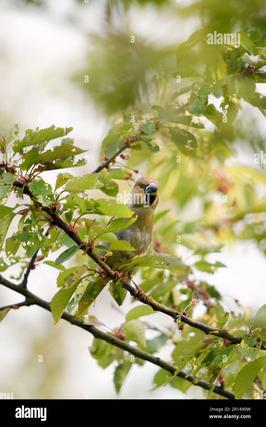 la plus grande parmi les finches indigènes... Hawfinch ( Coccothrautes coccothrautes ), oiseau mâle adulte perché dans un cerisier Banque D'Images
