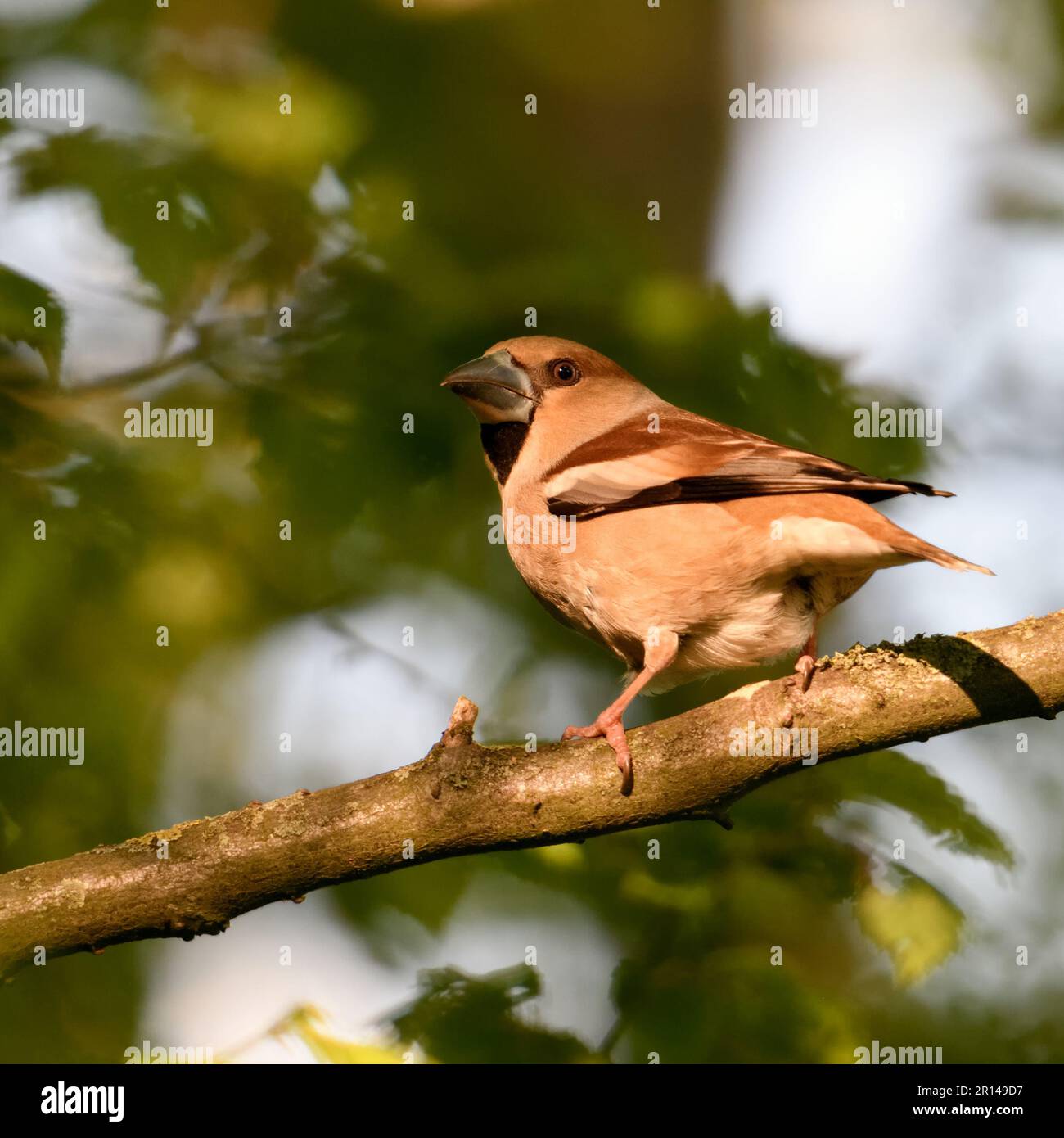 en déplacement... Hawfinch ( Coccothrautes coccothrautes ), oiseau adulte femelle dans la forêt en lumière tardive Banque D'Images