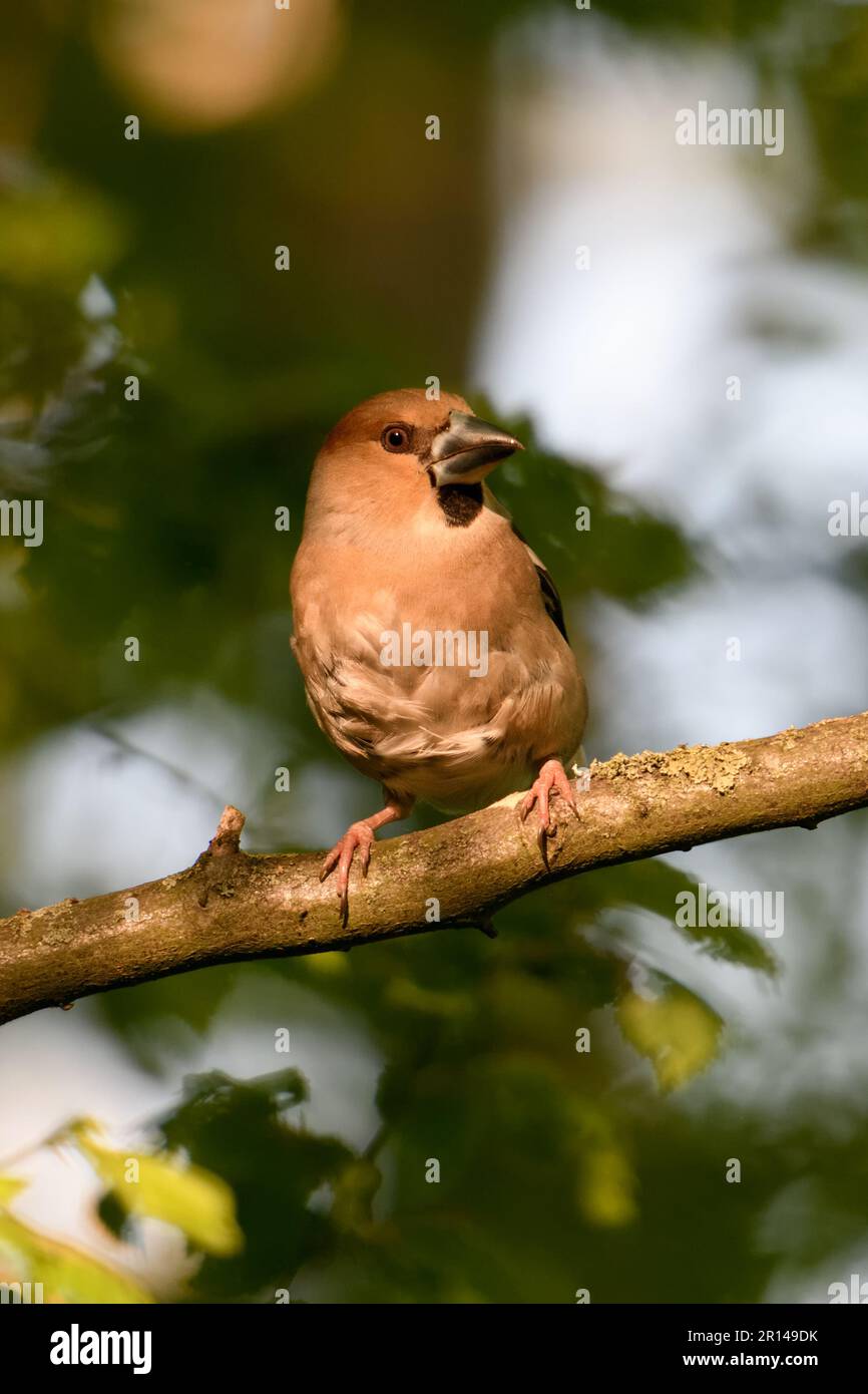 look attentif... Hawfinch ( Coccothrautes coccothrautes ), oiseau adulte femelle dans la forêt en lumière tardive Banque D'Images