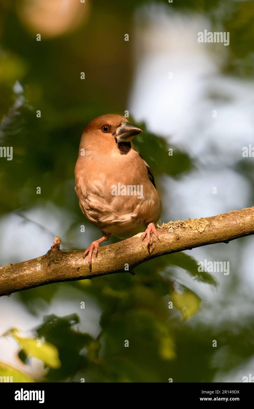 look attentif... Hawfinch ( Coccothrautes coccothrautes ), oiseau adulte femelle dans la forêt en lumière tardive Banque D'Images