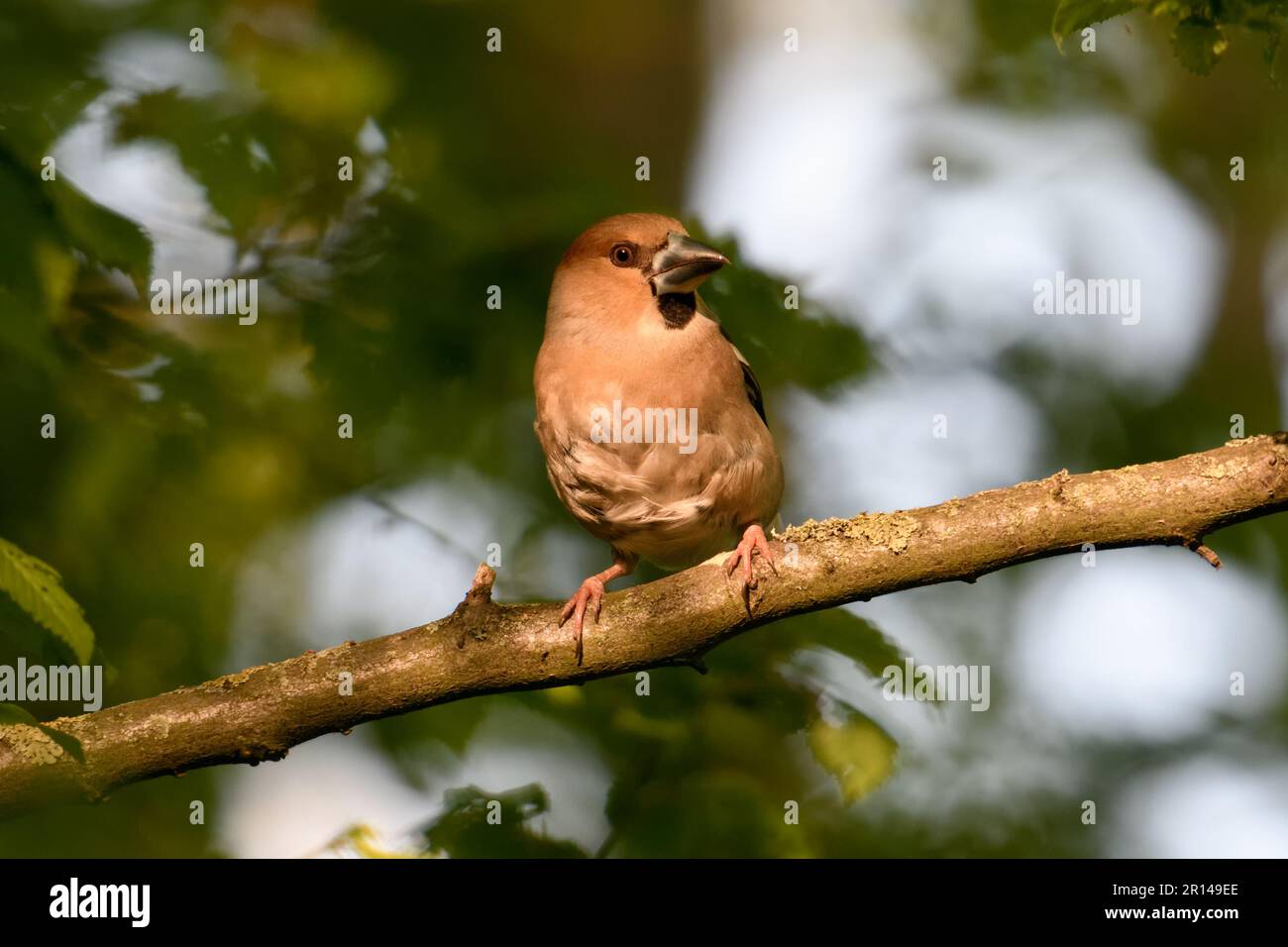 look attentif... Hawfinch ( Coccothrautes coccothrautes ), oiseau adulte femelle dans la forêt en lumière tardive Banque D'Images