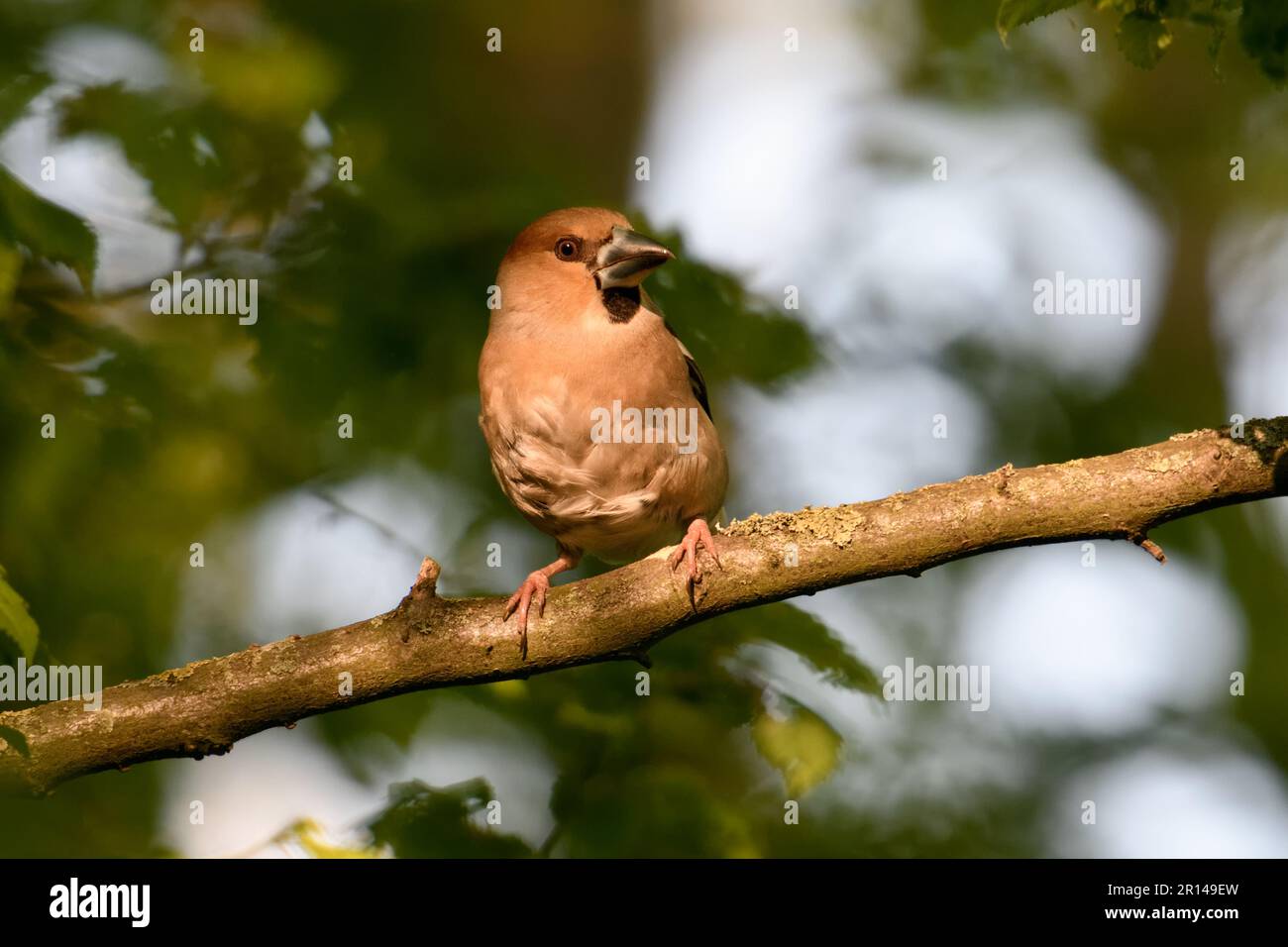 look attentif... Hawfinch ( Coccothrautes coccothrautes ), oiseau adulte femelle dans la forêt en lumière tardive Banque D'Images