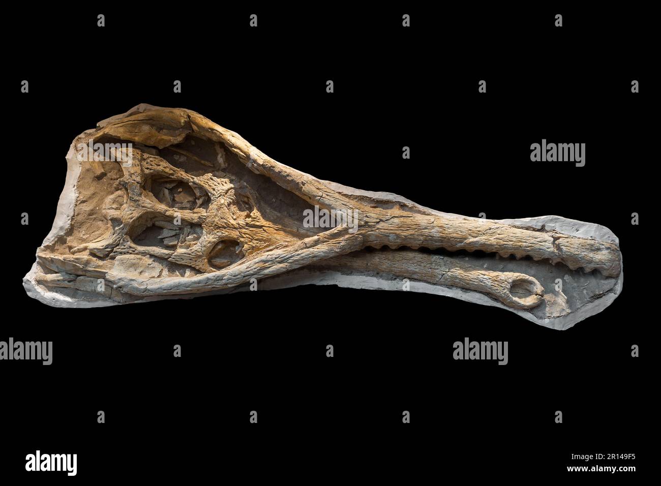 Crâne fossile de phosphatosaurus, genre monotypique éteint de crocodylomorphe dyrosauridé du début de l'Eocène, Maroc Banque D'Images