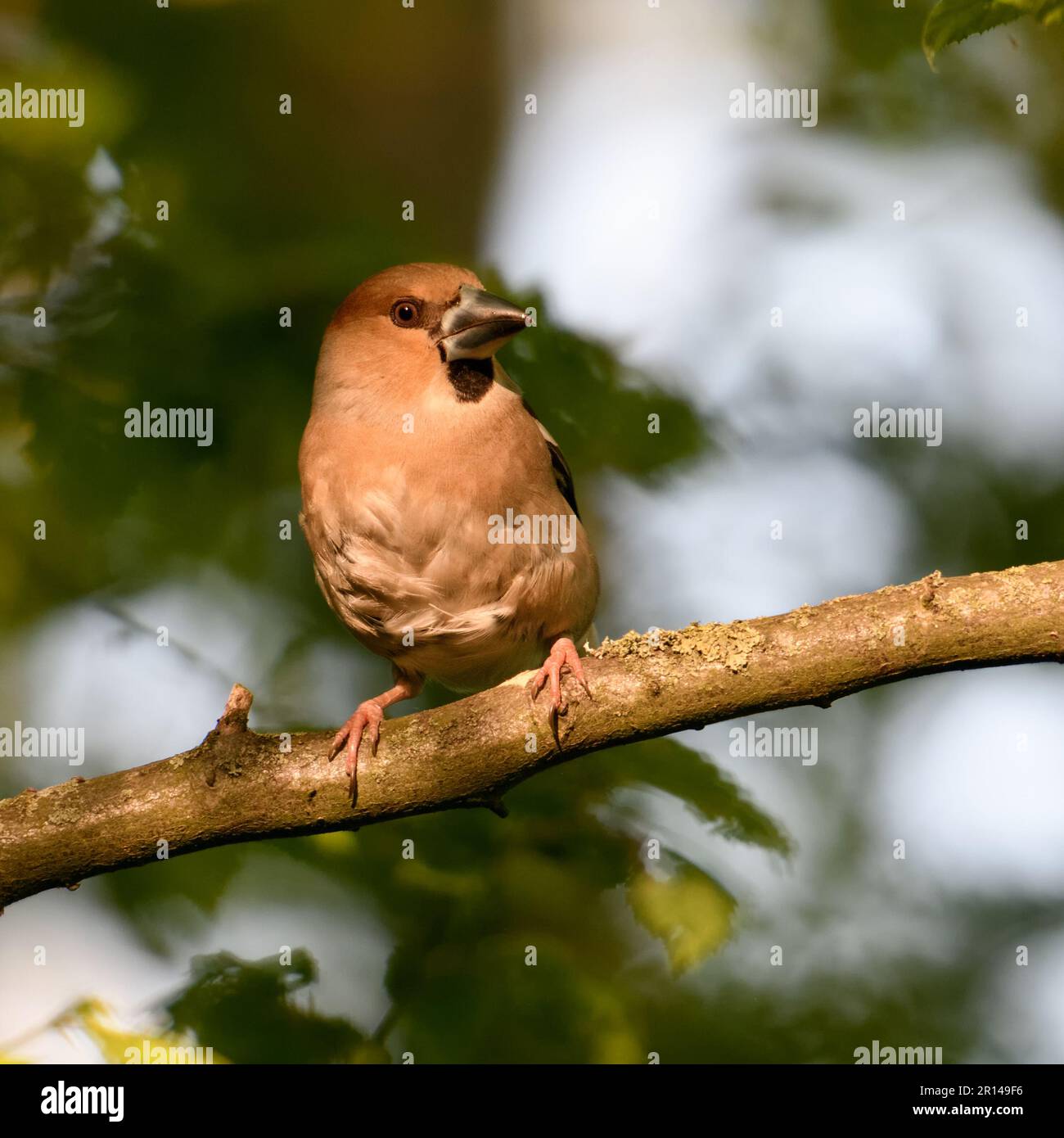 look attentif... Hawfinch ( Coccothrautes coccothrautes ), oiseau adulte femelle dans la forêt en lumière tardive Banque D'Images