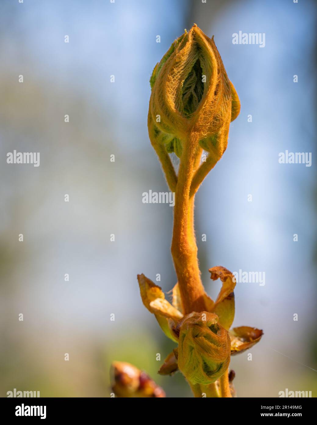 Chestnut de cheval - ouverture du bourgeon de feuilles au printemps. Portrait. Banque D'Images