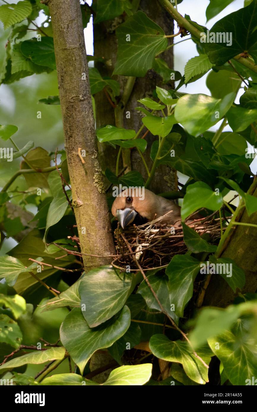 Soins des nids... Hawfinch ( Coccothrautes coccothrautes ), une femelle couvée arrange son nid Banque D'Images