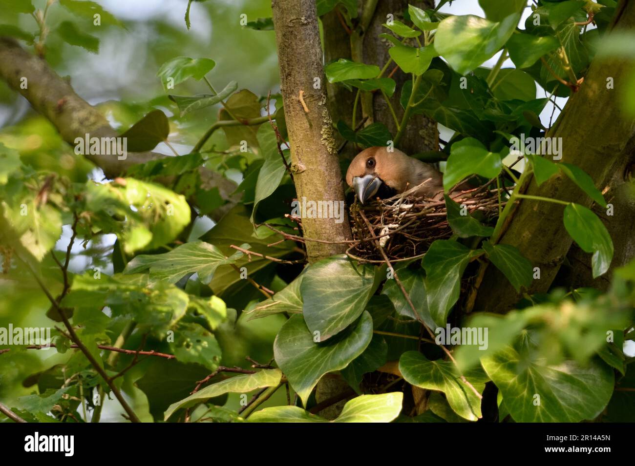 Soins des nids... Hawfinch ( Coccothrautes coccothrautes ), une femelle couvée arrange son nid Banque D'Images