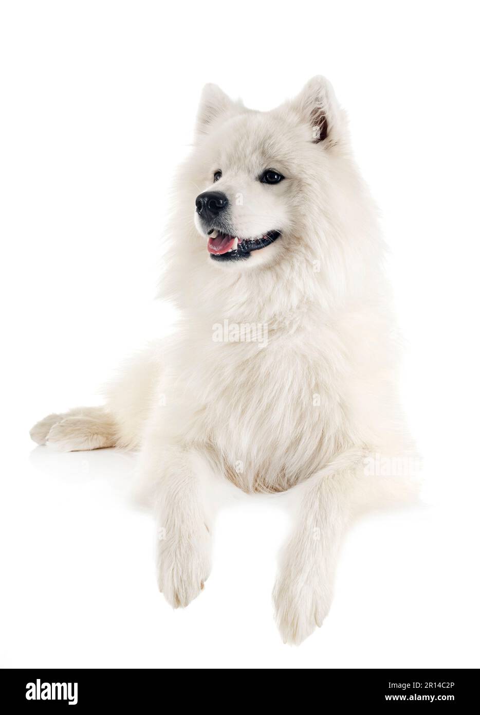 Chien samoyède in front of white background Banque D'Images