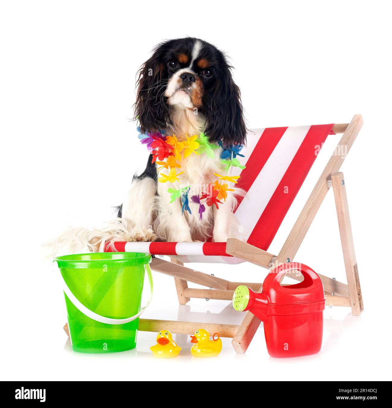 Cavalier King Charles in front of white background Banque D'Images
