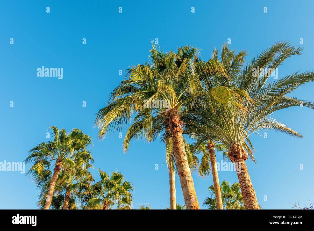 Parfait palmiers contre un beau ciel bleu. Banque D'Images