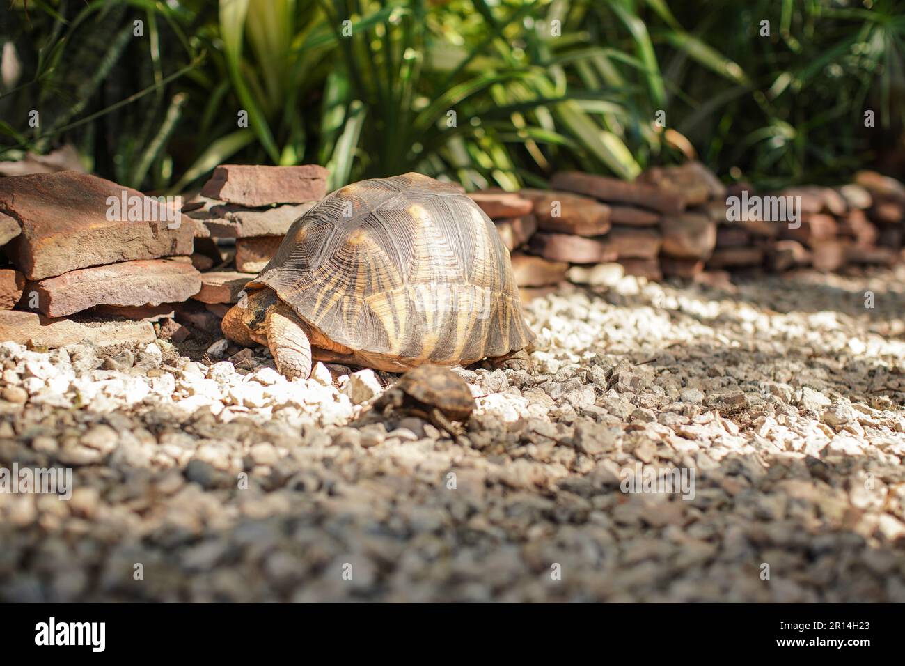 Tortue marchant sur de petites pierres au sol dans la cour, un autre petit animal près Banque D'Images