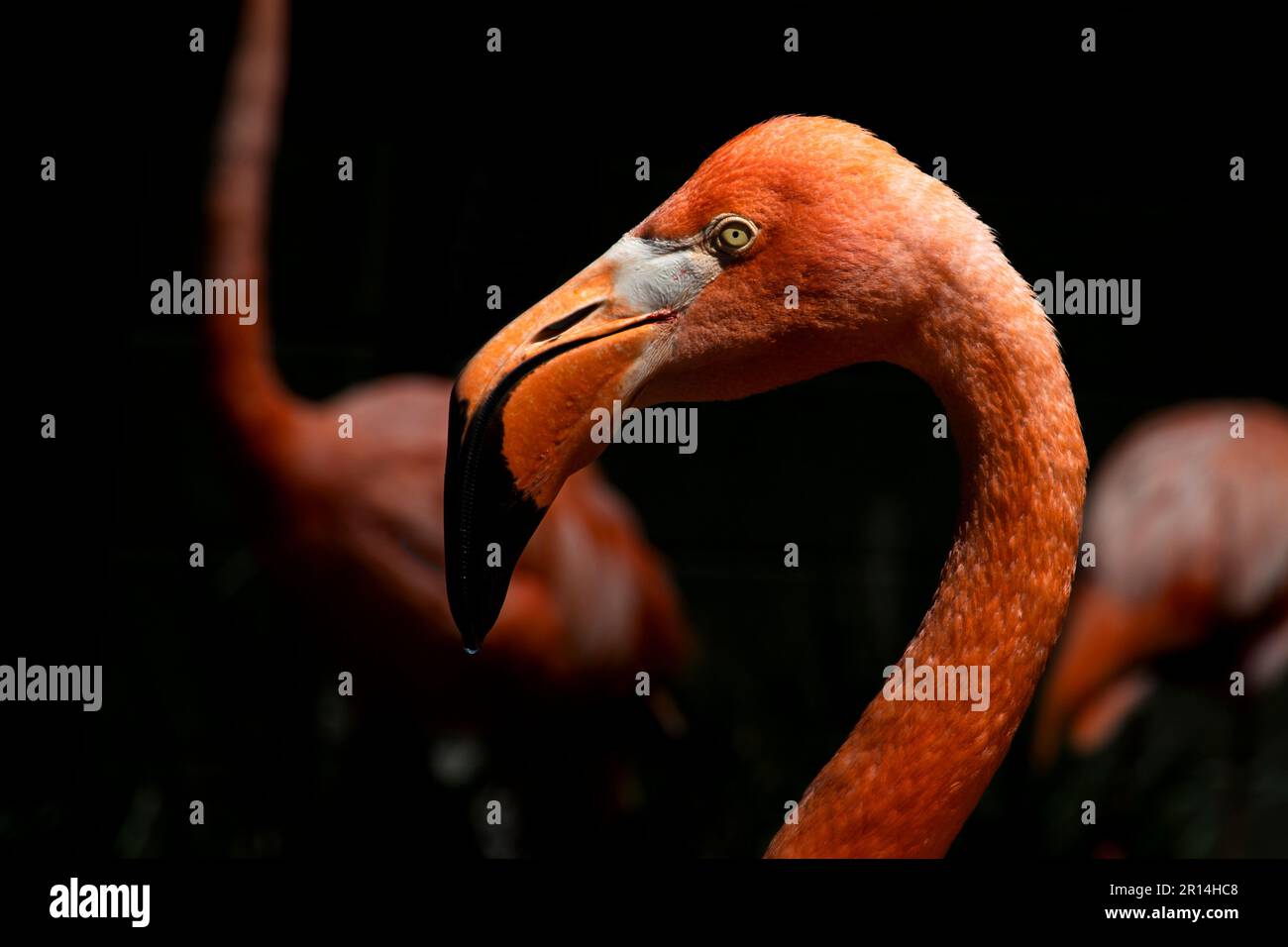 gros plan de la tête de flamants roses Banque D'Images