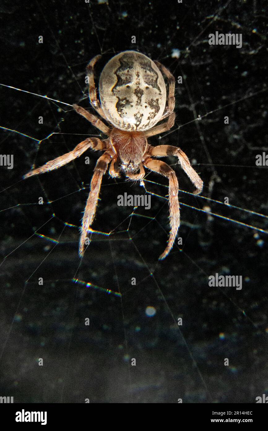 Gros plan d'une araignée d'orbe de raie grasse brune dans une toile d'araignée sur fond noir, Larinioides cornutus est une araignée d'orbe de raie grasse brune qui vit dans le Banque D'Images