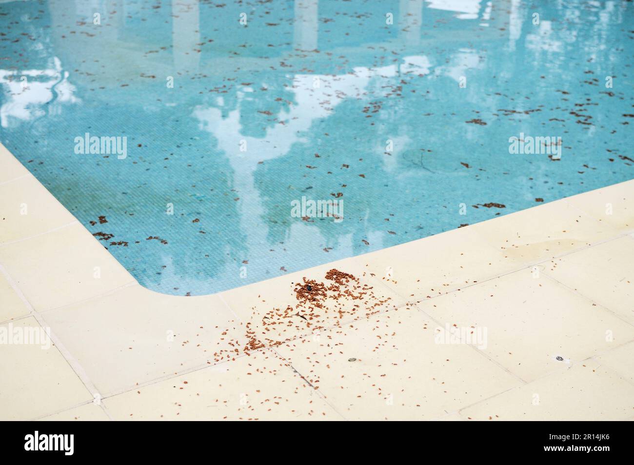 Piscine chauffée en hiver Banque D'Images