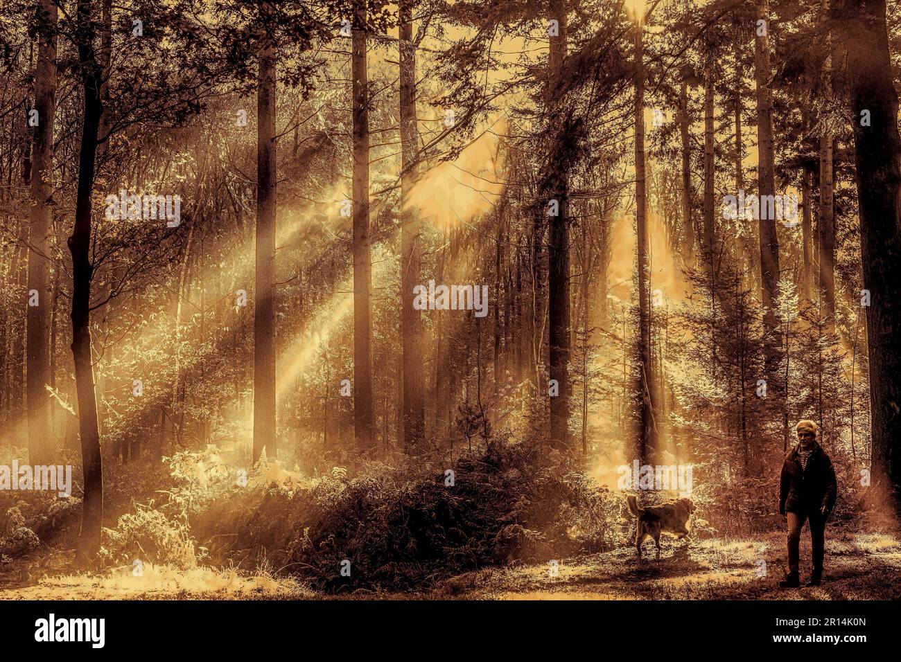 Une personne avec un chien dans une forêt pittoresque avec la lumière du soleil qui traverse le feuillage verdoyant des arbres Banque D'Images