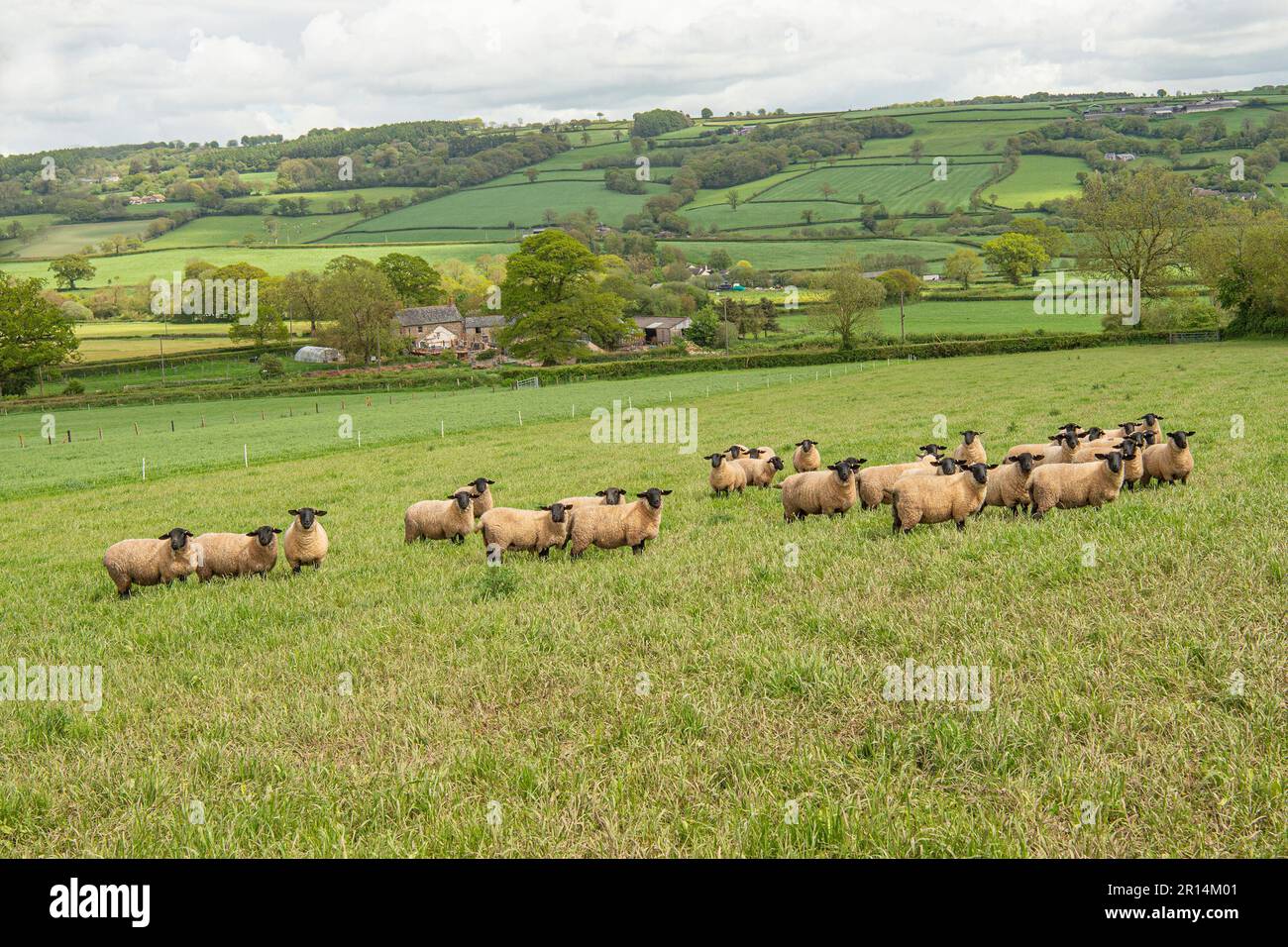 béliers suffolk sur le paddock de fines herbes Banque D'Images