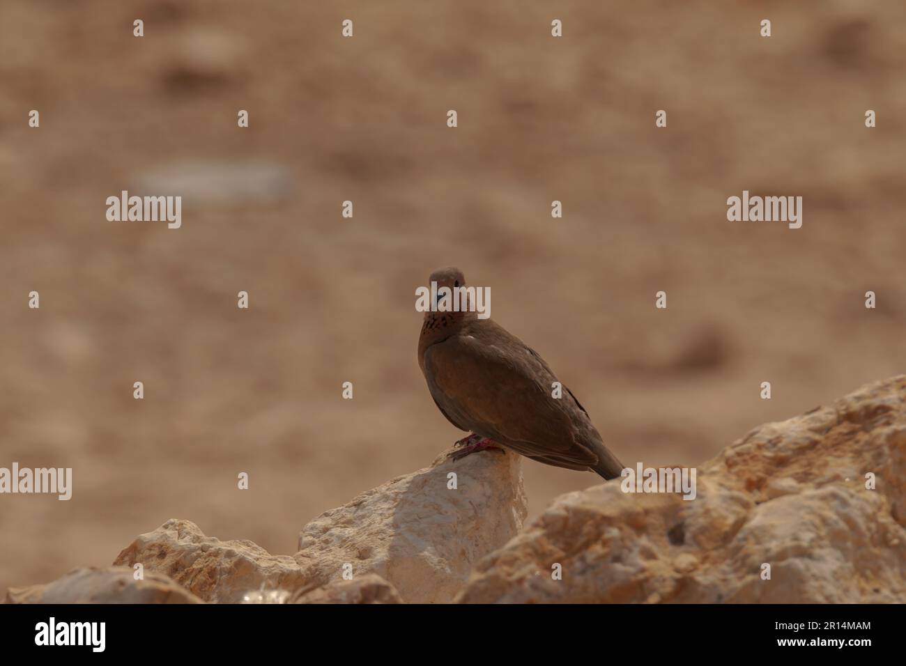 La colombe rieuse ( Spilopelia senegalensis ) est assise sur un fond roc, flou Banque D'Images