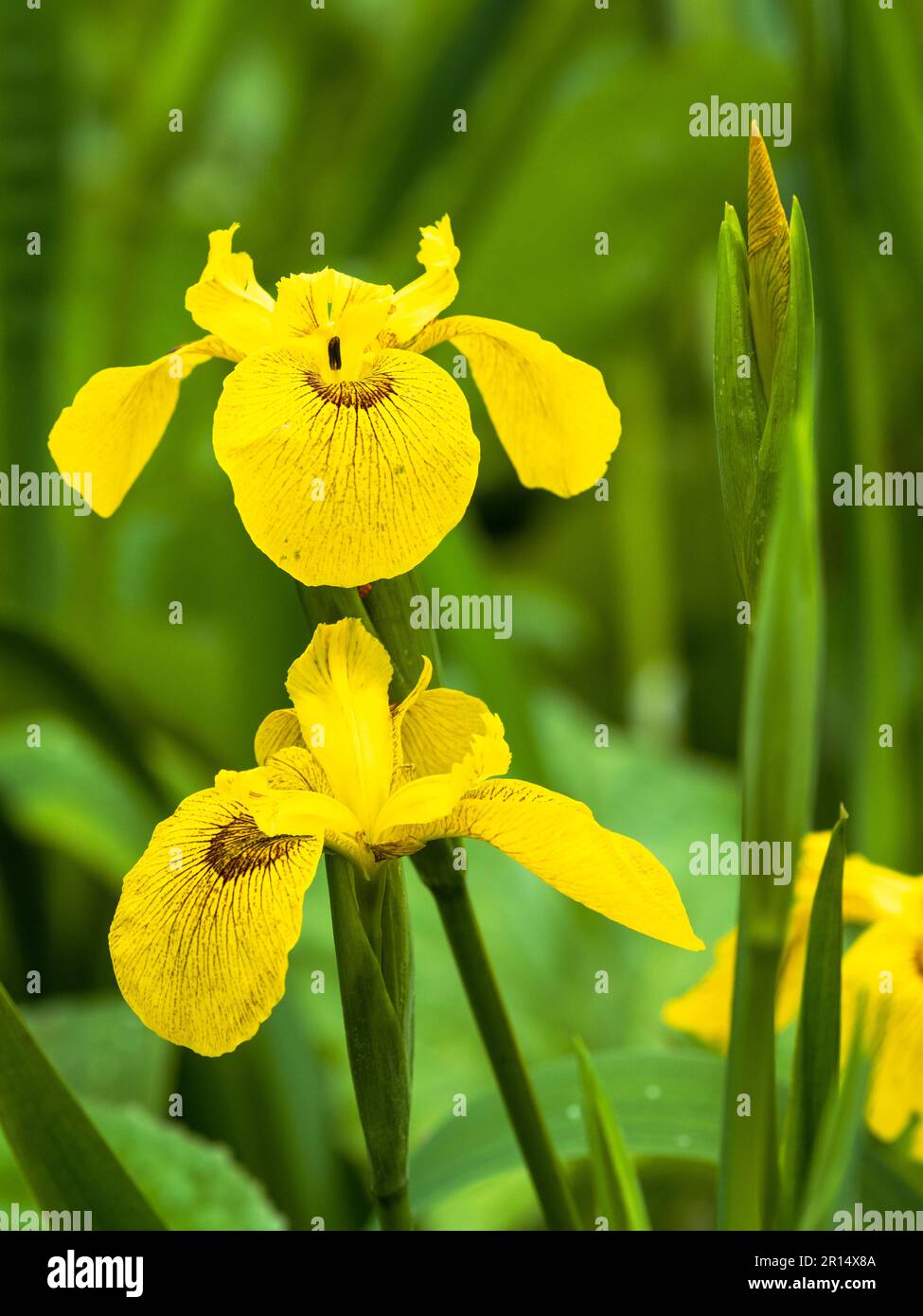 Brown a marqué fleurs jaunes de l'iris, Iris pseudacorus 'Roy Davidson' Banque D'Images