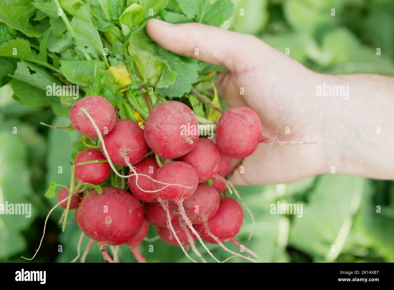 Récolte de radis frais main de légumes sur le marché boutique Raphanus raphanistrum caisse germe pousse bio paysan terrain agricole ferme ecolog Banque D'Images