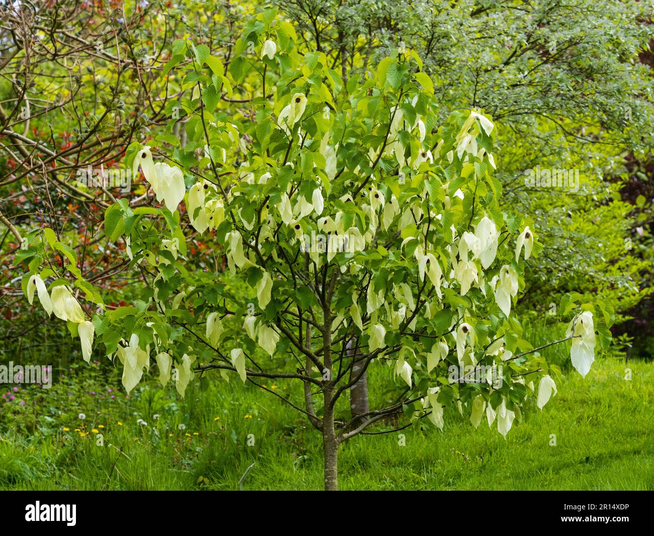 Bractées de crème de l'arbre de mouchoir ornemental à fleurs printanières, Davidia involucrata Banque D'Images