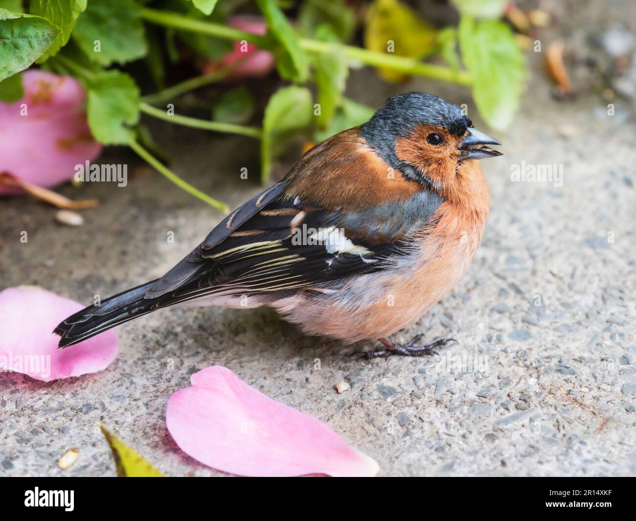Chaffinch mâle adulte, Fringilla coelebs, un visiteur fréquent de jardin au Royaume-Uni Banque D'Images