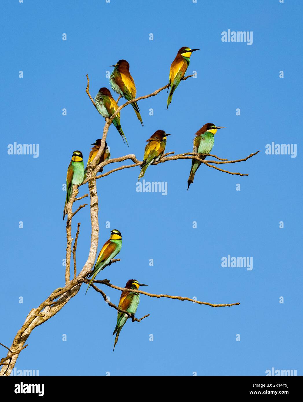 Des mangeurs d'abeilles européens colorés (Merops apiaster) perchés sur un arbre. Kenya, Afrique. Banque D'Images