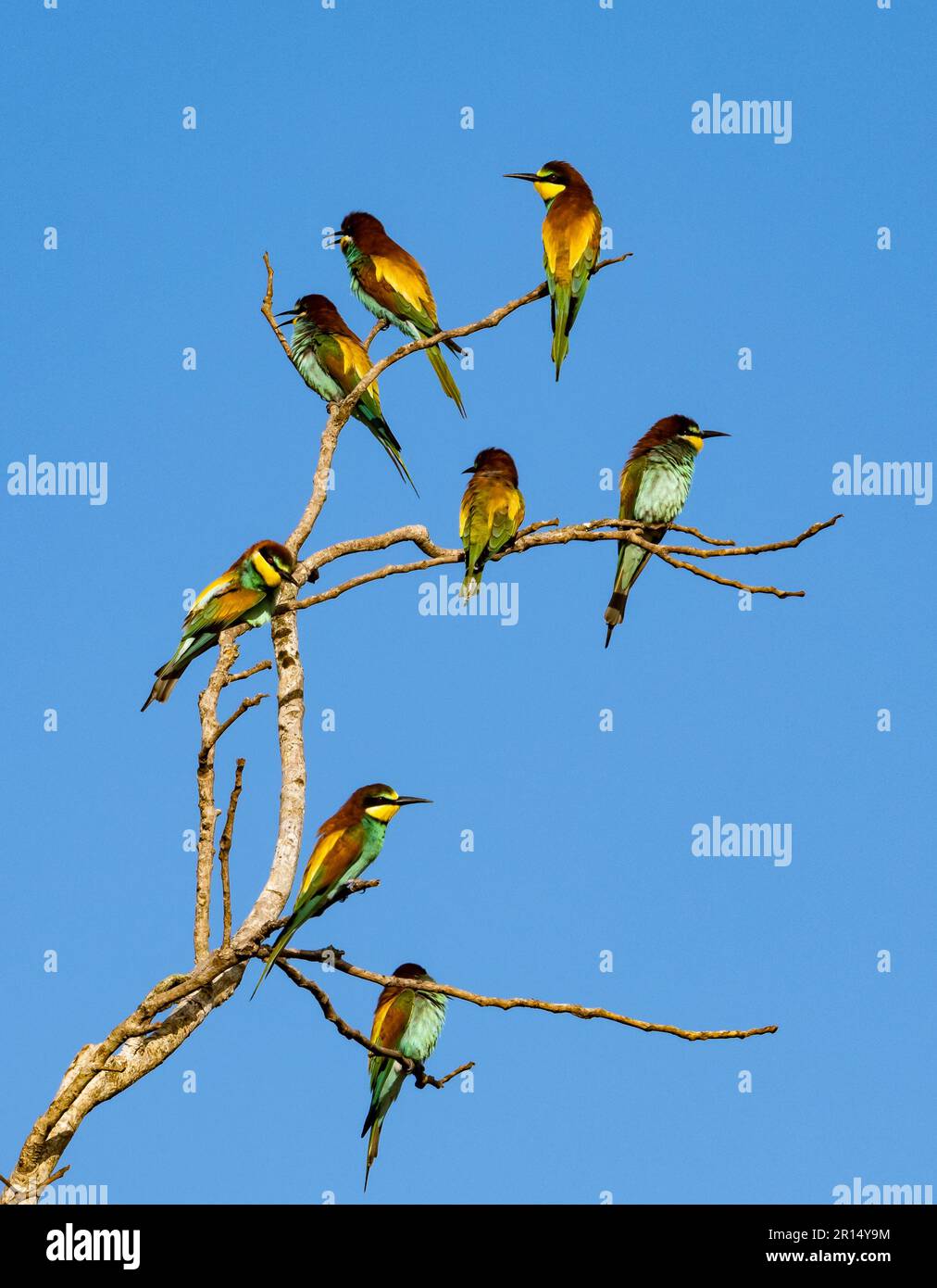 Des mangeurs d'abeilles européens colorés (Merops apiaster) perchés sur un arbre. Kenya, Afrique. Banque D'Images