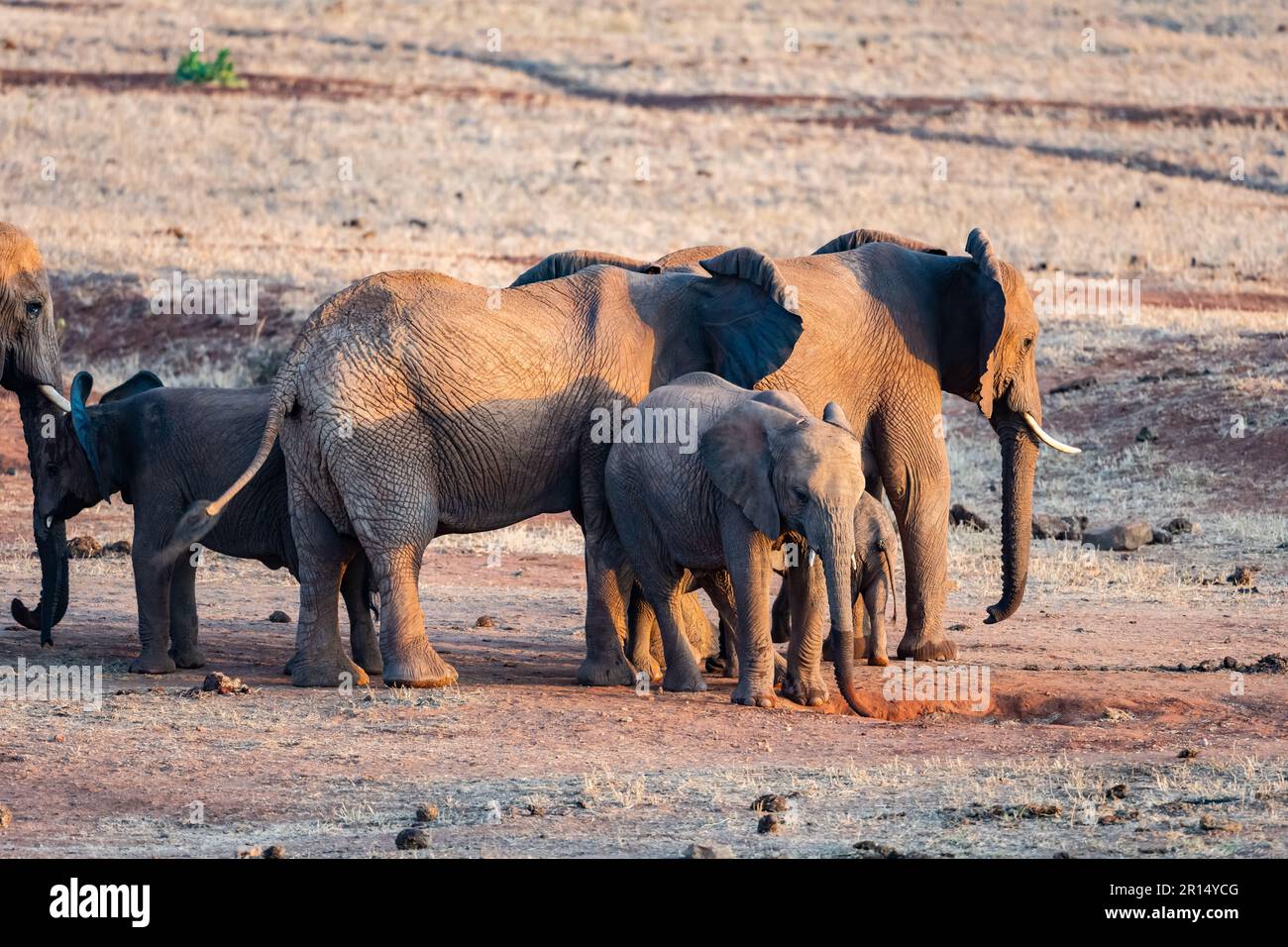 Une famille d'éléphants d'Afrique (Loxodonta africana). Kenya, Afrique. Banque D'Images