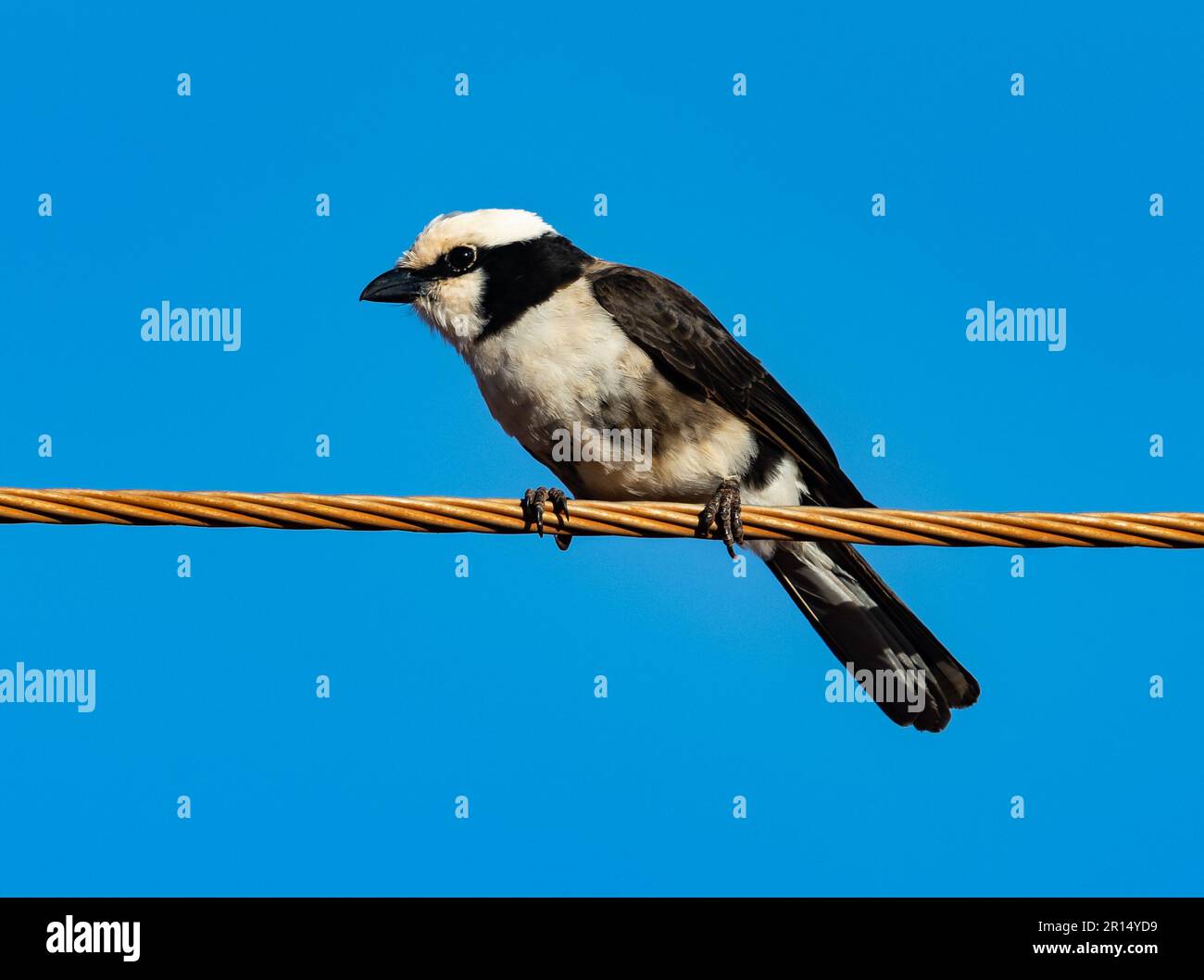 Un Shrike à rumpe blanche (Eurocephalus ruppelli) perchedon une ligne électrique. Kenya, Afrique. Banque D'Images